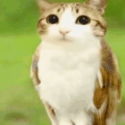 meowl